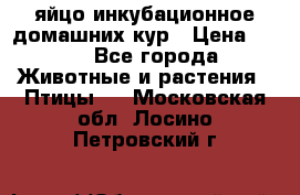 яйцо инкубационное домашних кур › Цена ­ 25 - Все города Животные и растения » Птицы   . Московская обл.,Лосино-Петровский г.